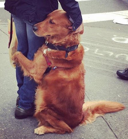 Żywy pies – przytulanka