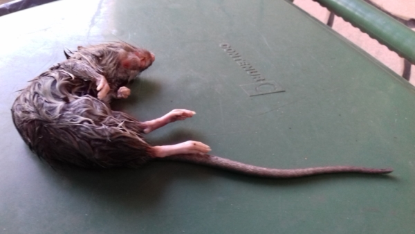 Martwa myszarka zaroślowa Apodemus sylvaticus