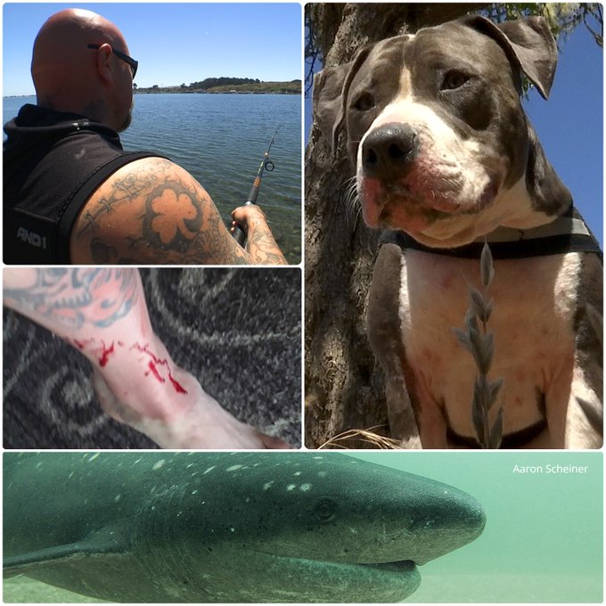 Pitbull kontra rekin