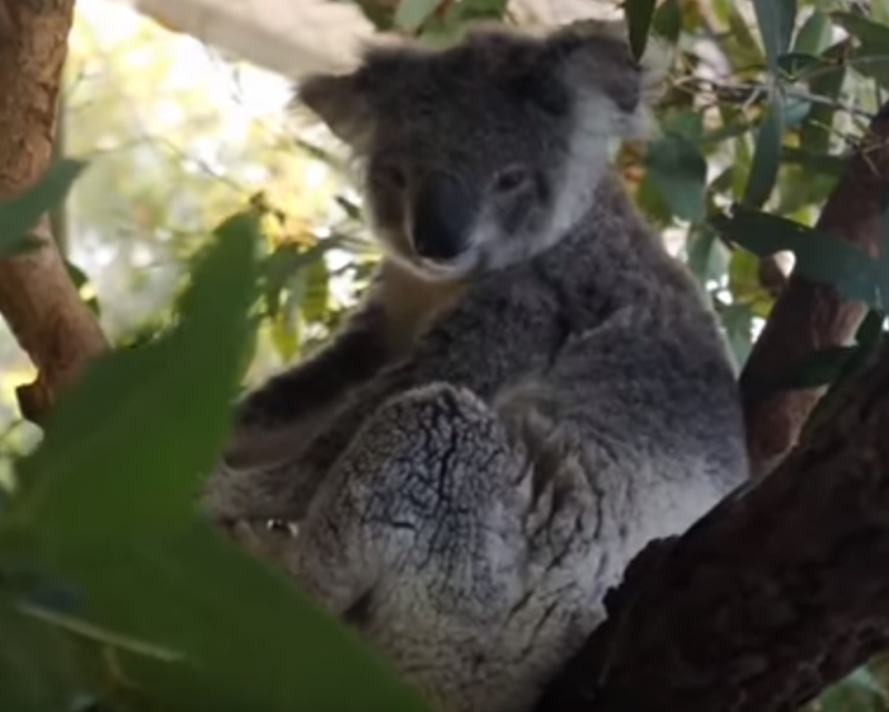 Niedźwiadek koala w koronie eukaliptusa