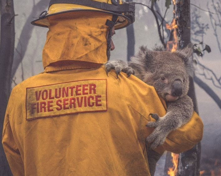 uratowany koala