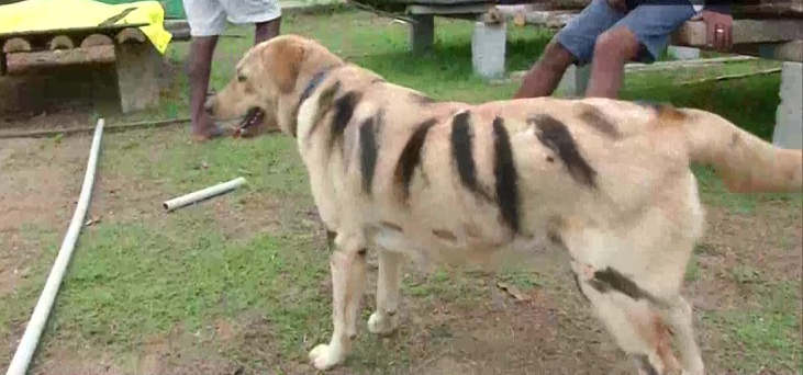 Pies ucharakteryzowany na tygrysa 2