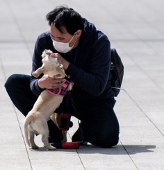 Psy w Wuhan umierają samotnie