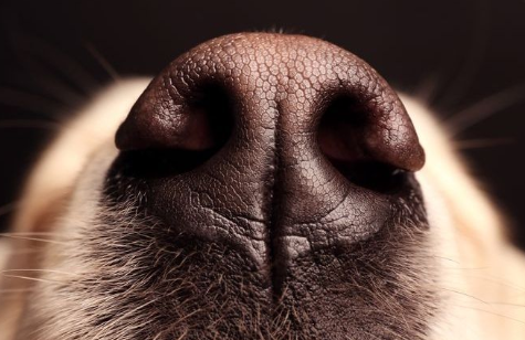 Koronawirus i psi nos
