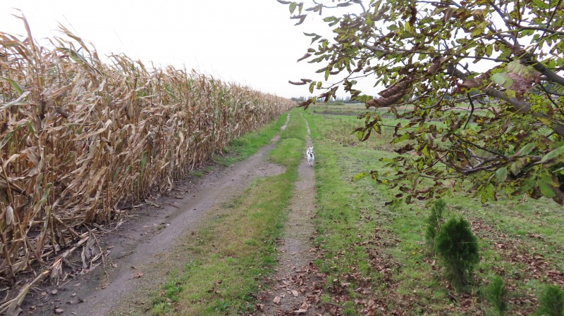 Droga wzdłuz pola kukurydzy