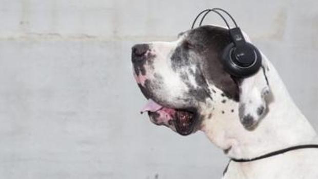 Pies w słuchawkach