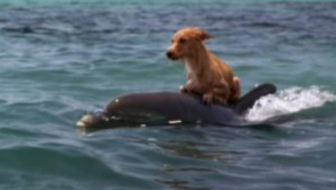 Pies i delfiny