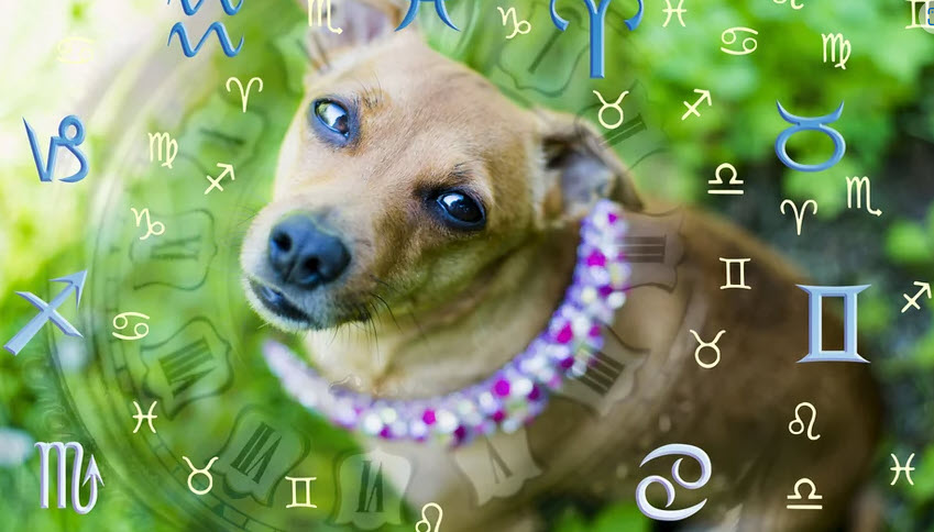 Pies i znaki zodiaku