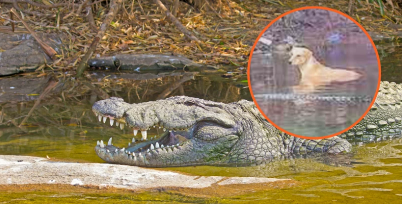 Obstawa z krokodyli