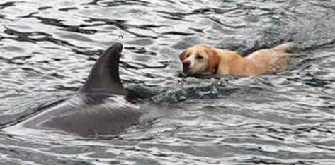 Przyjaźń psa z delfinem