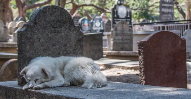Pies koczuje na cmentarzu