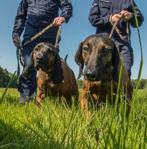 Psy w polskiej policji