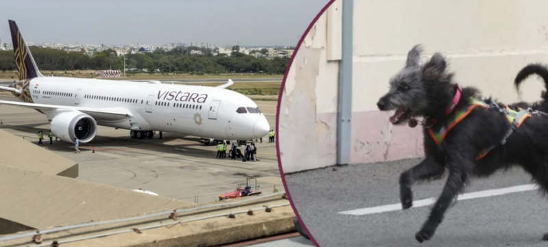 Pies na płycie lotniska