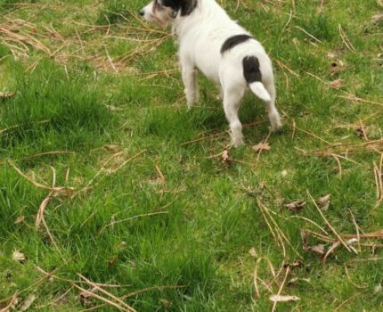 Wszystko kwitnie, jak co roku.